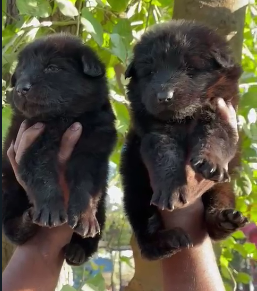 Order Female German Shepherd Puppy from Vizag